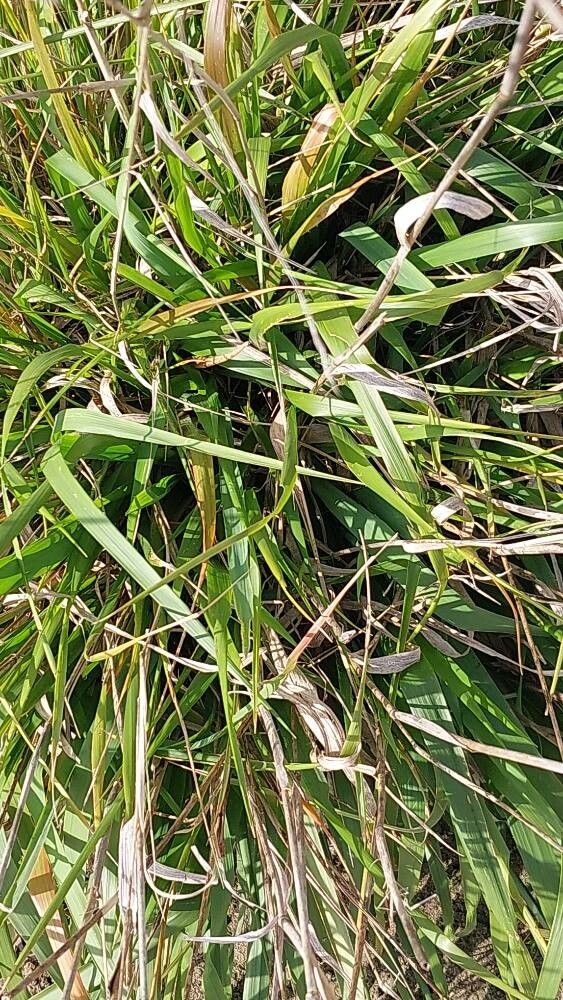 Achnatherum paradoxum leaf