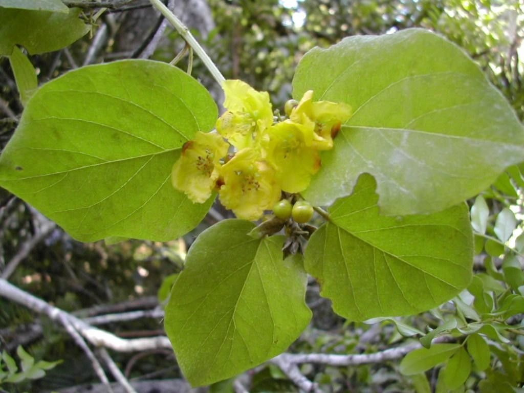 Stigmaphyllon mackeeanum flower
