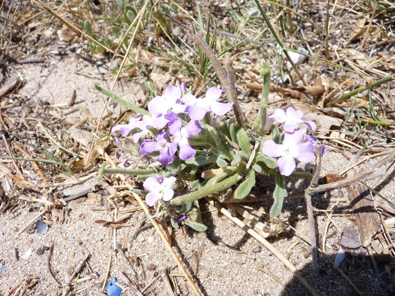Matthiola tricuspidata fruit