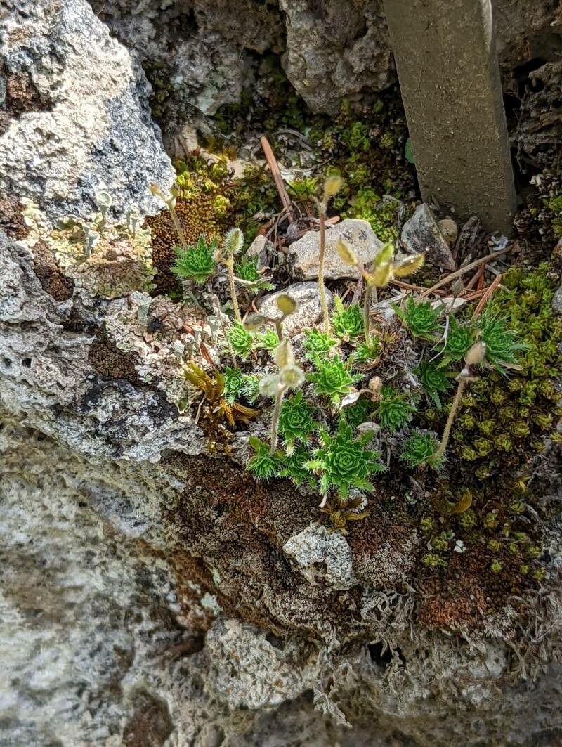 Draba parnassica — houseplant care guide