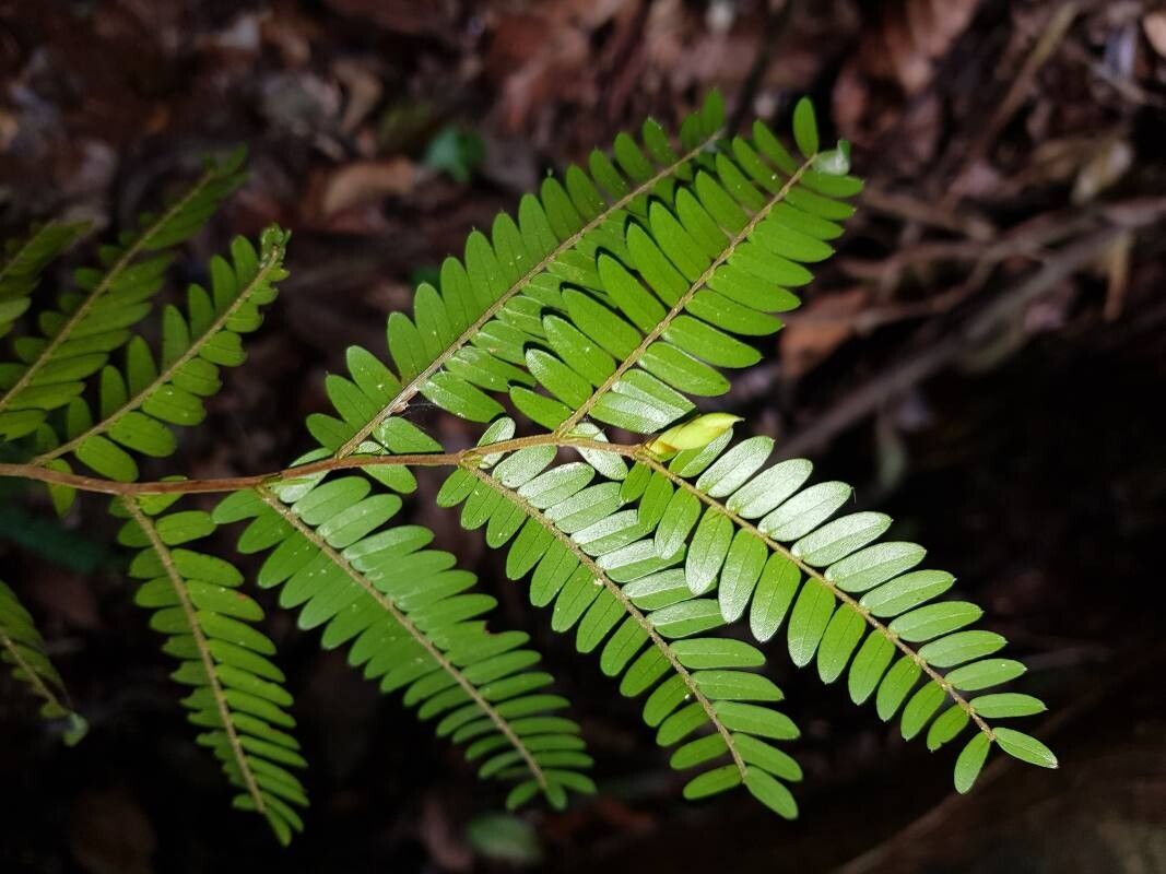 Copaifera camibar — related species from the same genus