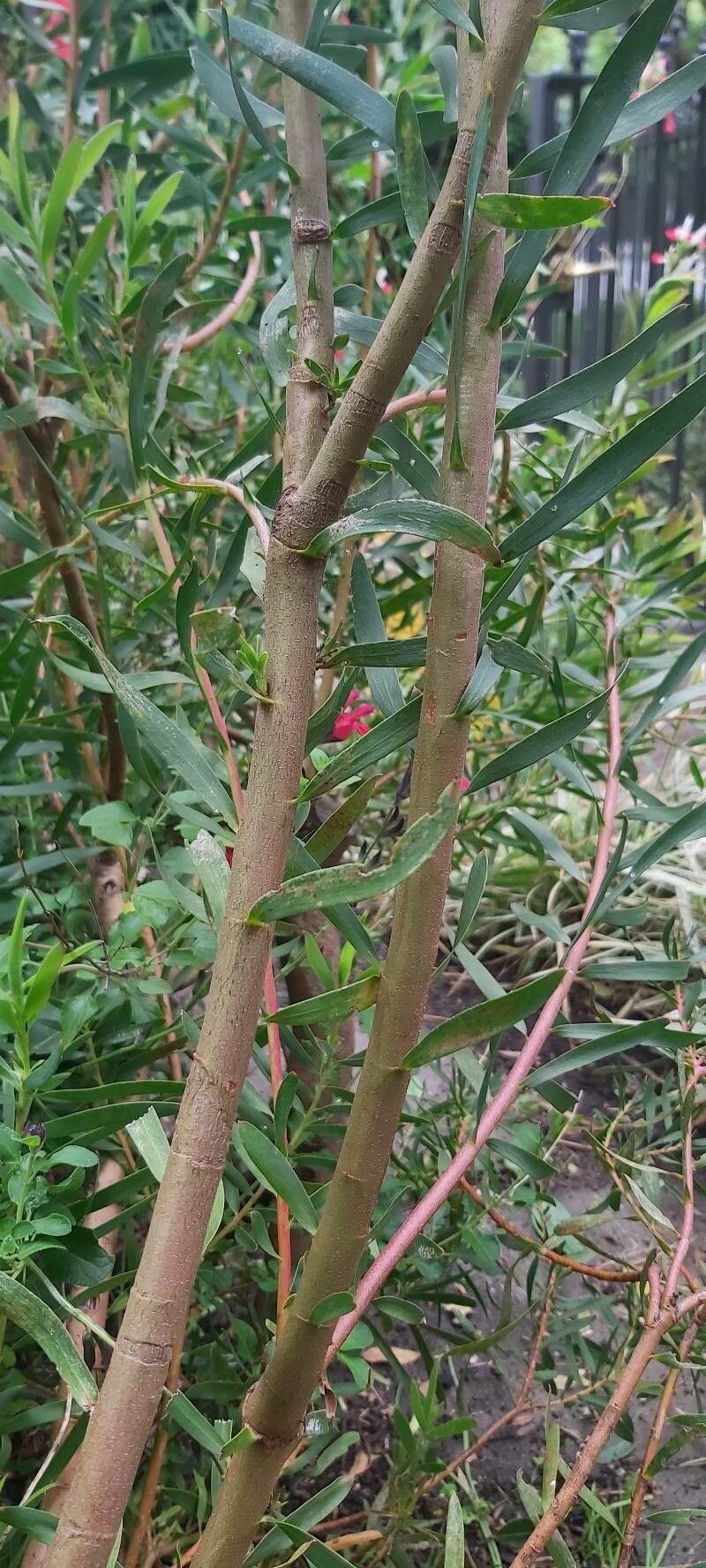 Leucadendron salignum bark