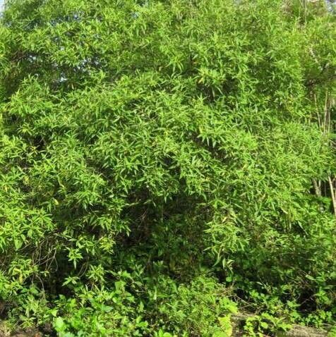 Varronia leucophlyctis habit