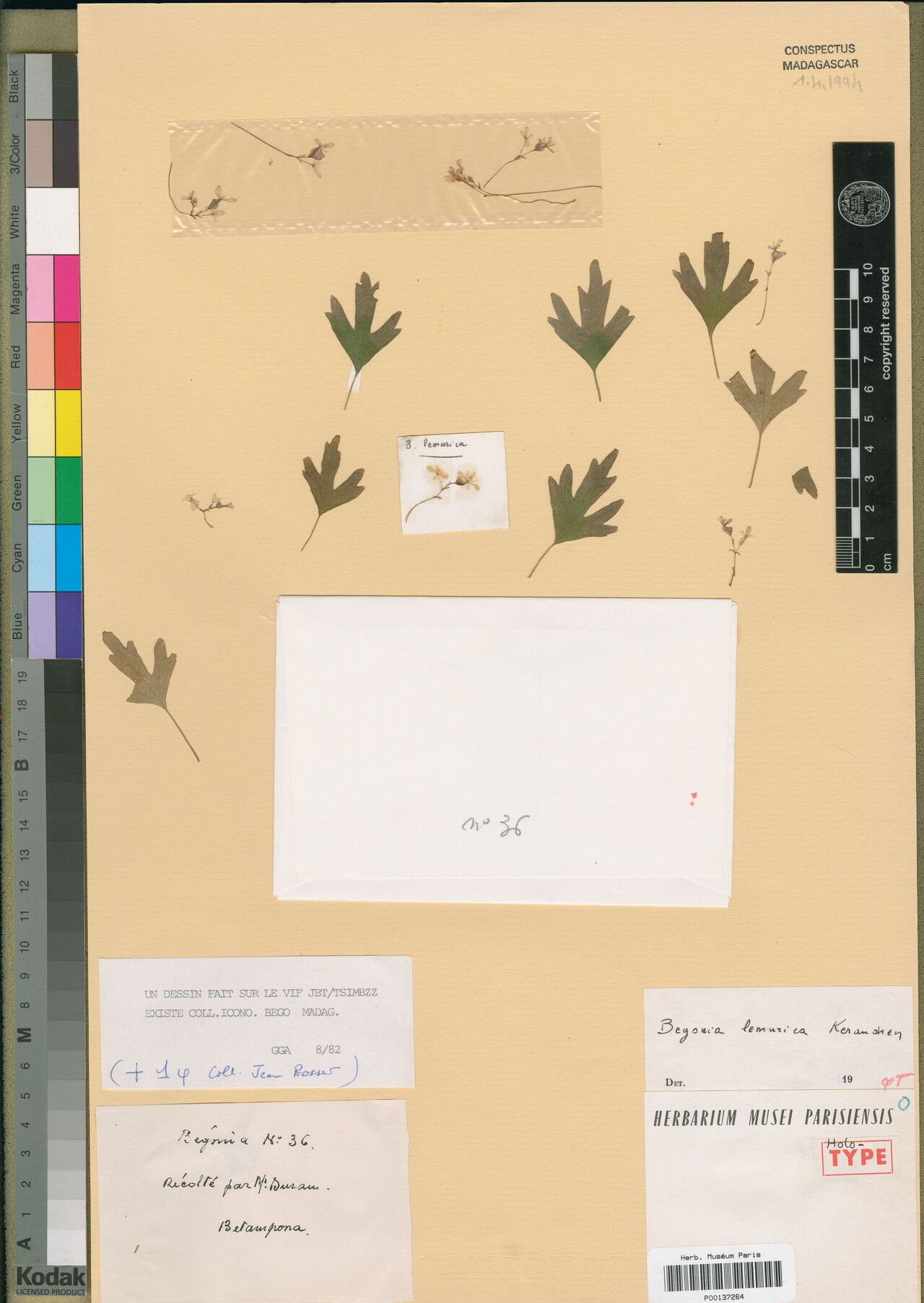 Begonia lemurica — houseplant care guide