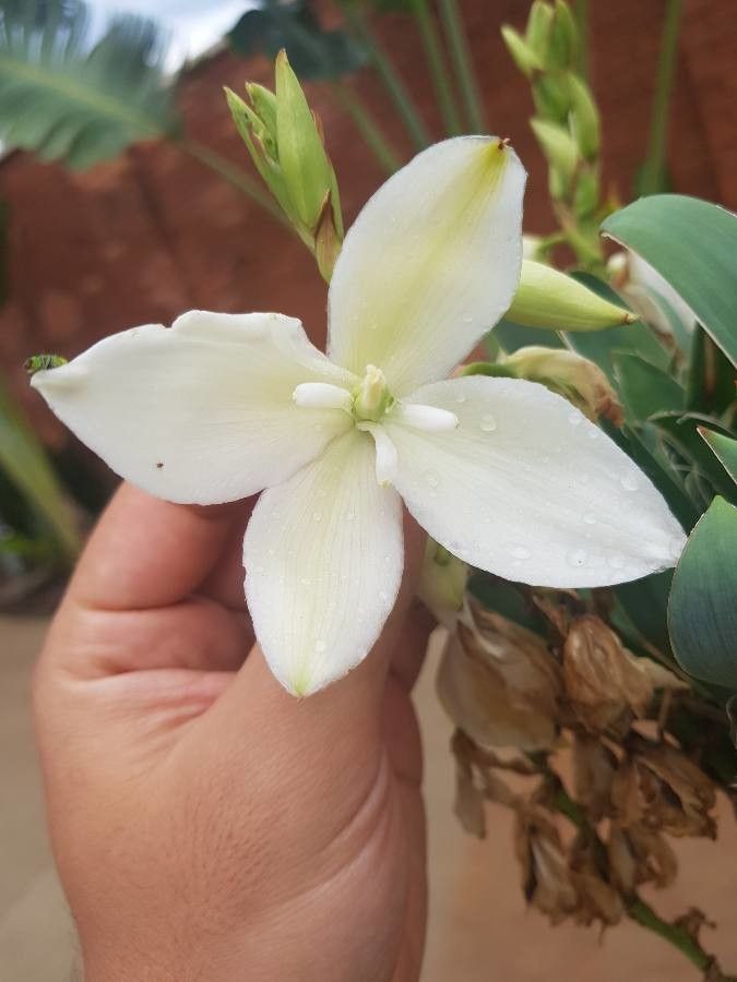Yucca filifera flower