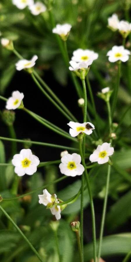 Androsace septentrionalis flower