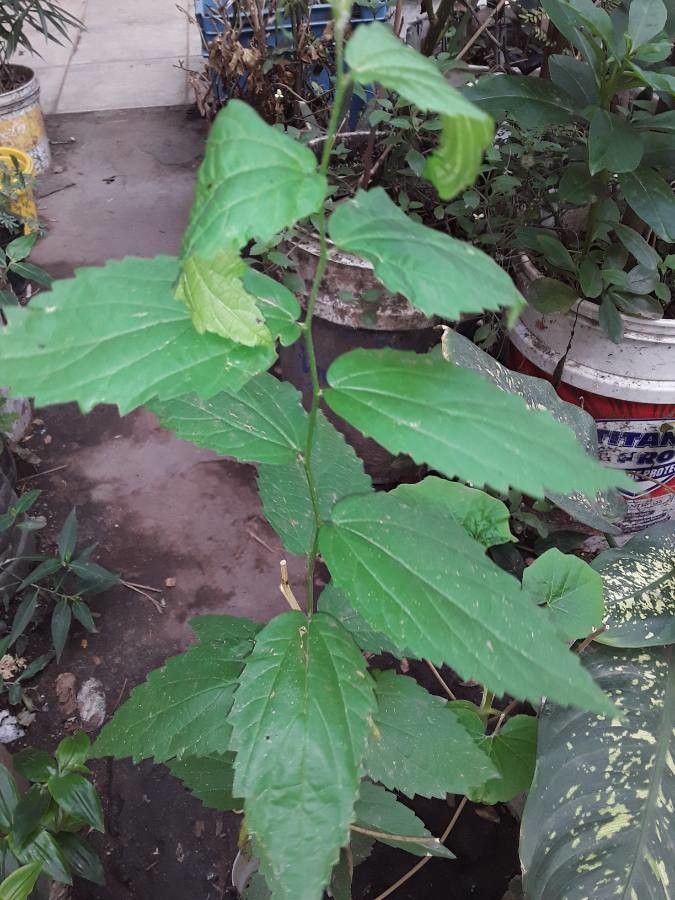 Elatostema gibbsiae — related species from the same genus