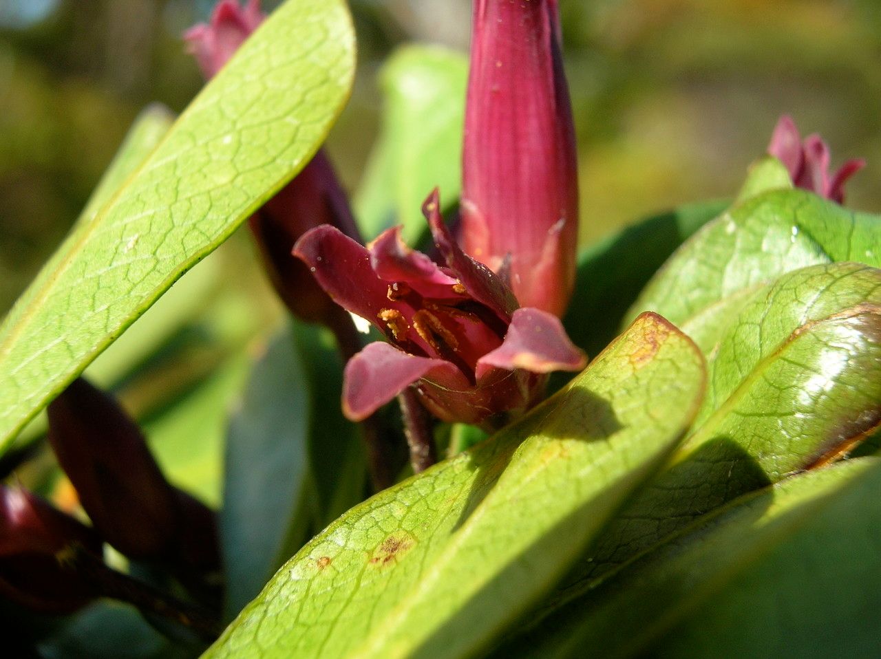 Pittosporum paniense bark