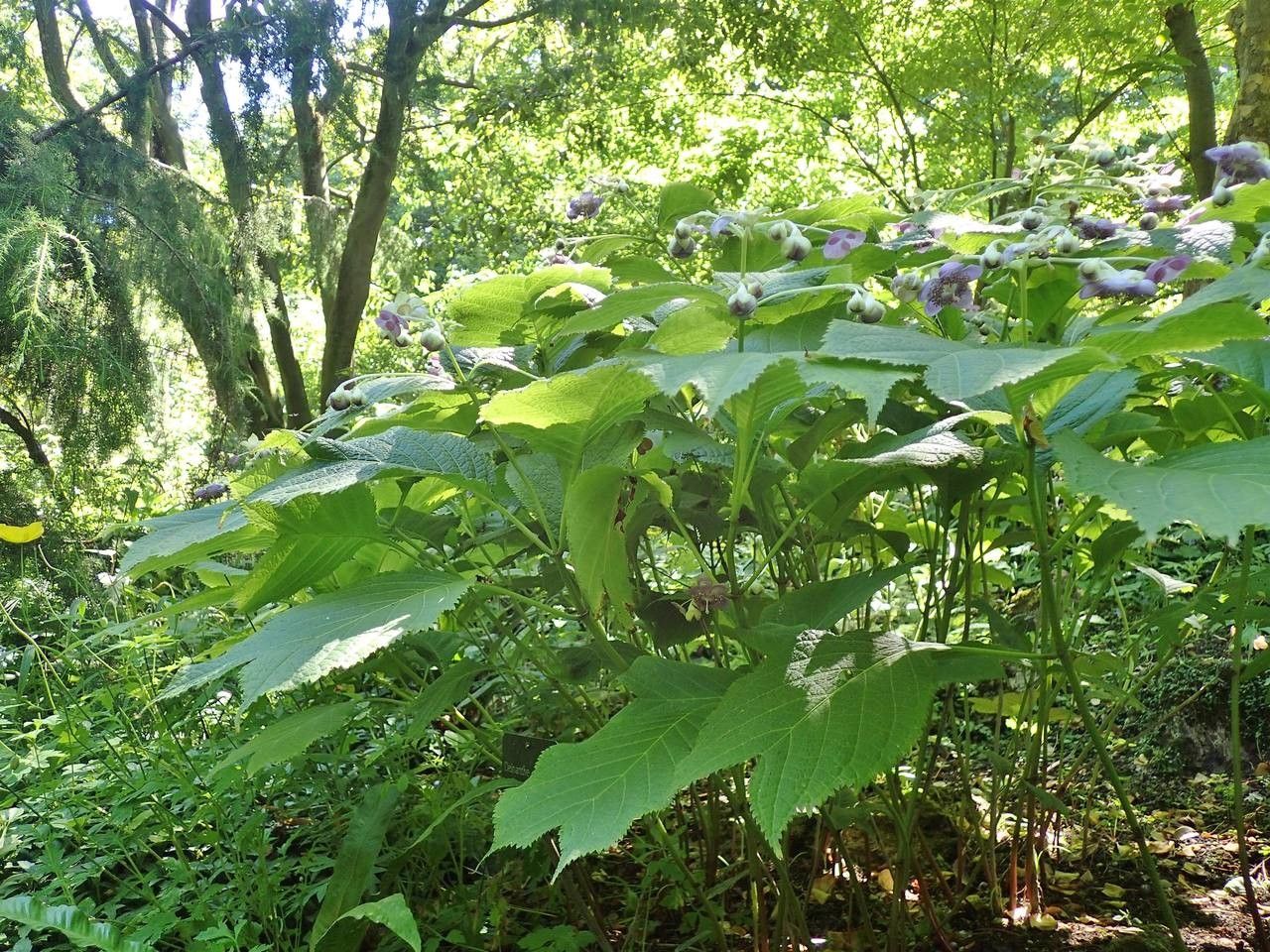 Deinanthe caerulea habit