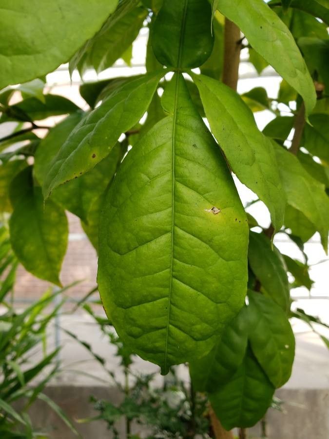 Citropsis gabunensis — related species from the same genus