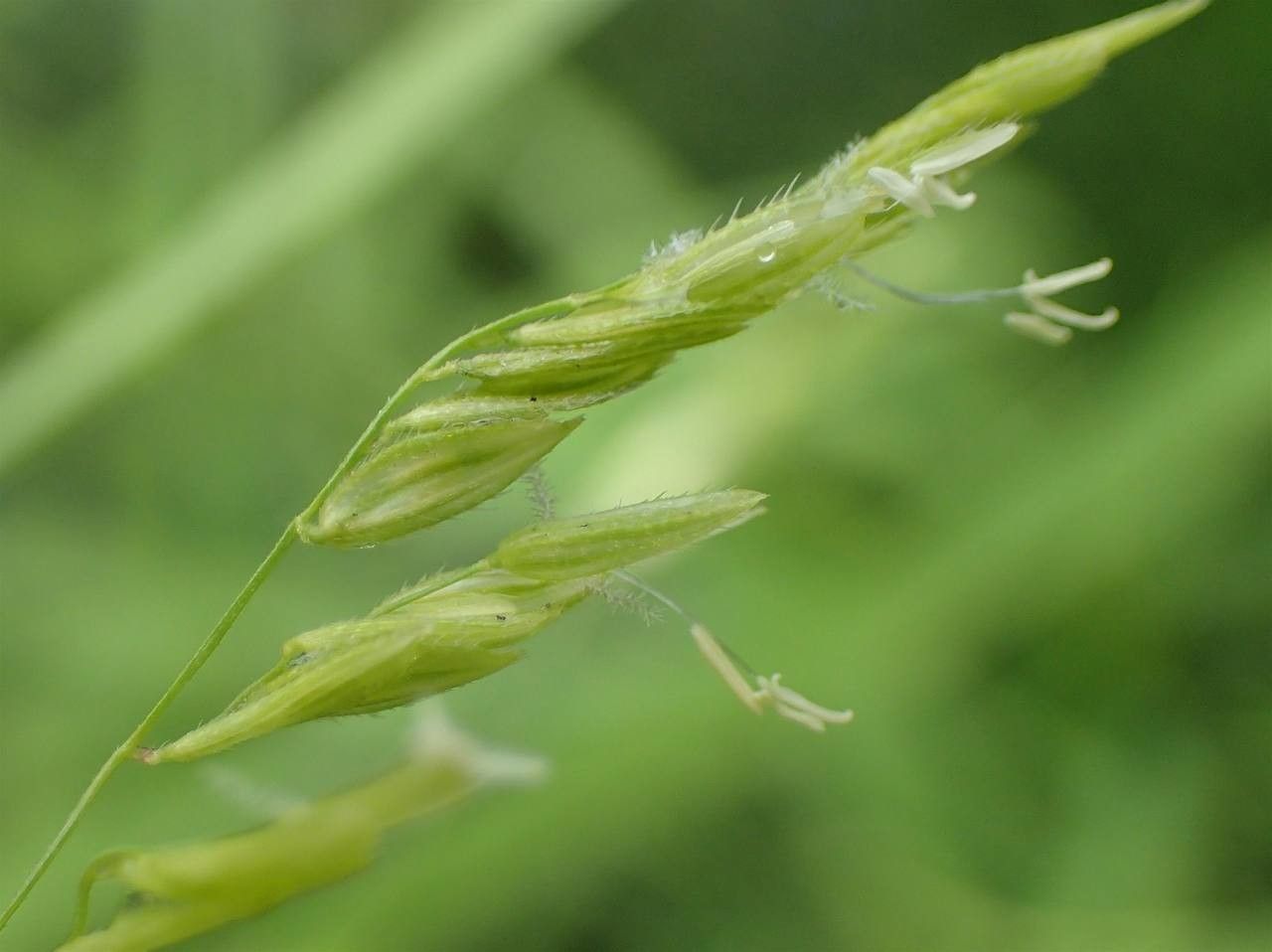 Leersia oryzoides fruit