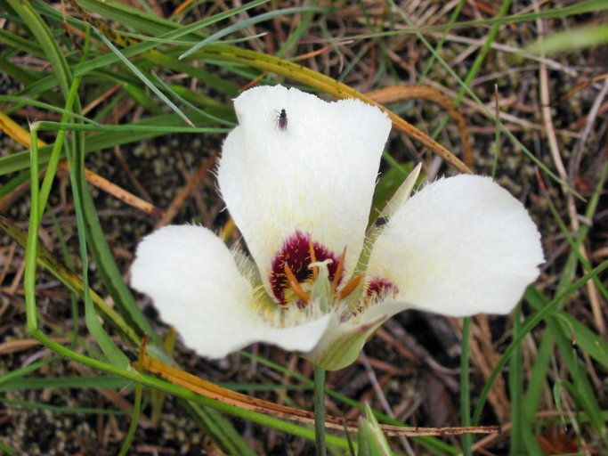 Calochortus umpquaensis flower