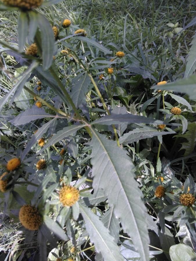 Bidens radiata — search result for 'Bidens'