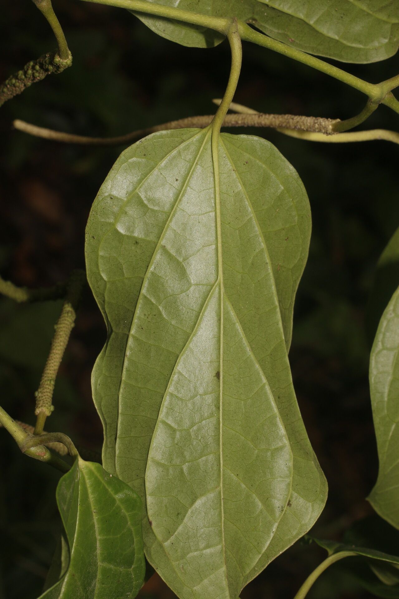 Piper multiplinervium — houseplant care guide