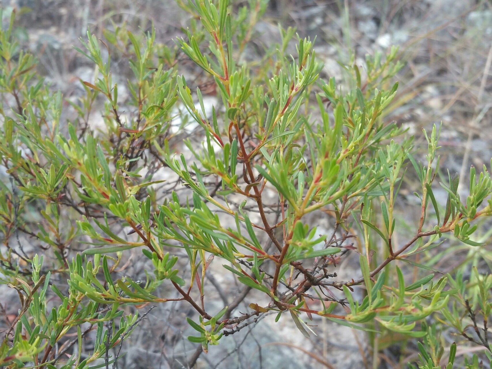 Anthospermum isaloense leaf