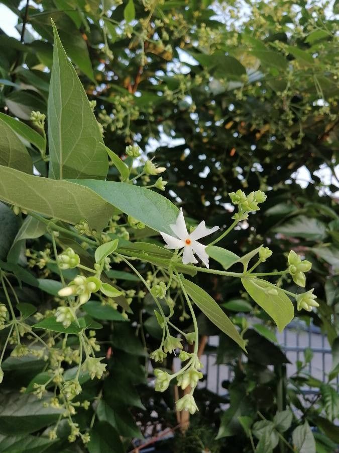 Nyctanthes arbor-tristis flower