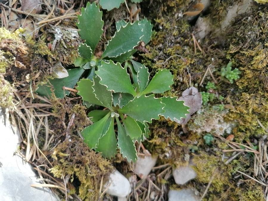 Primula marginata leaf