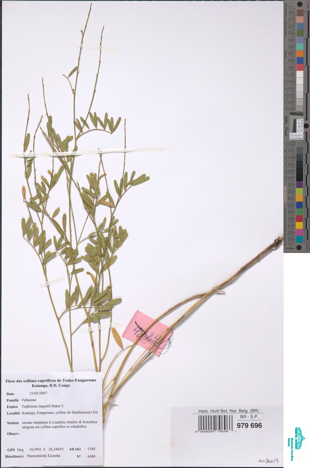 Tephrosia ringoetii — search result for 'Tephrosia'