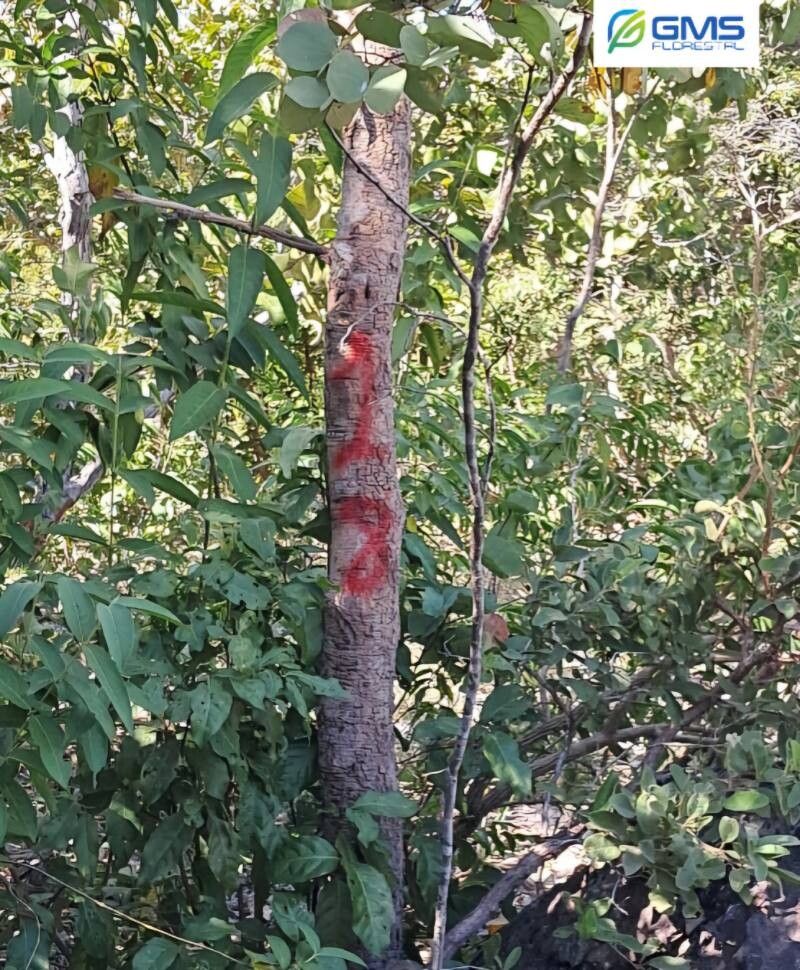 Tachigali aurea bark