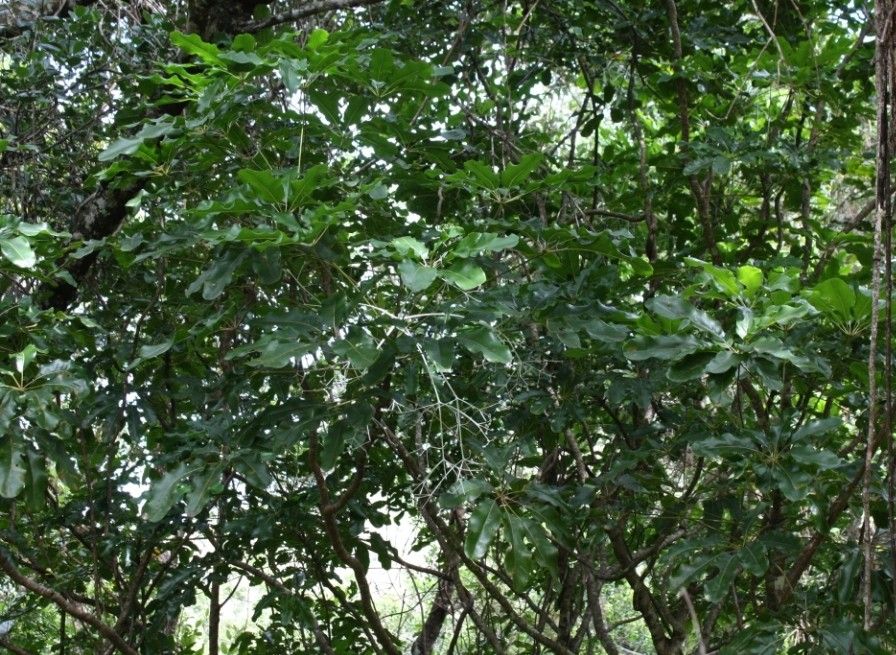 Plerandra nono — search result for 'Araliaceae'