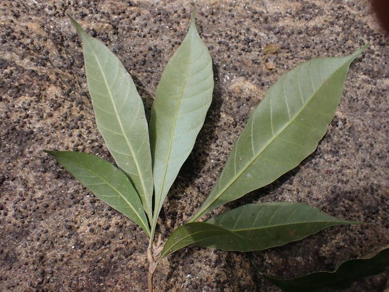 Synsepalum brevipes leaf
