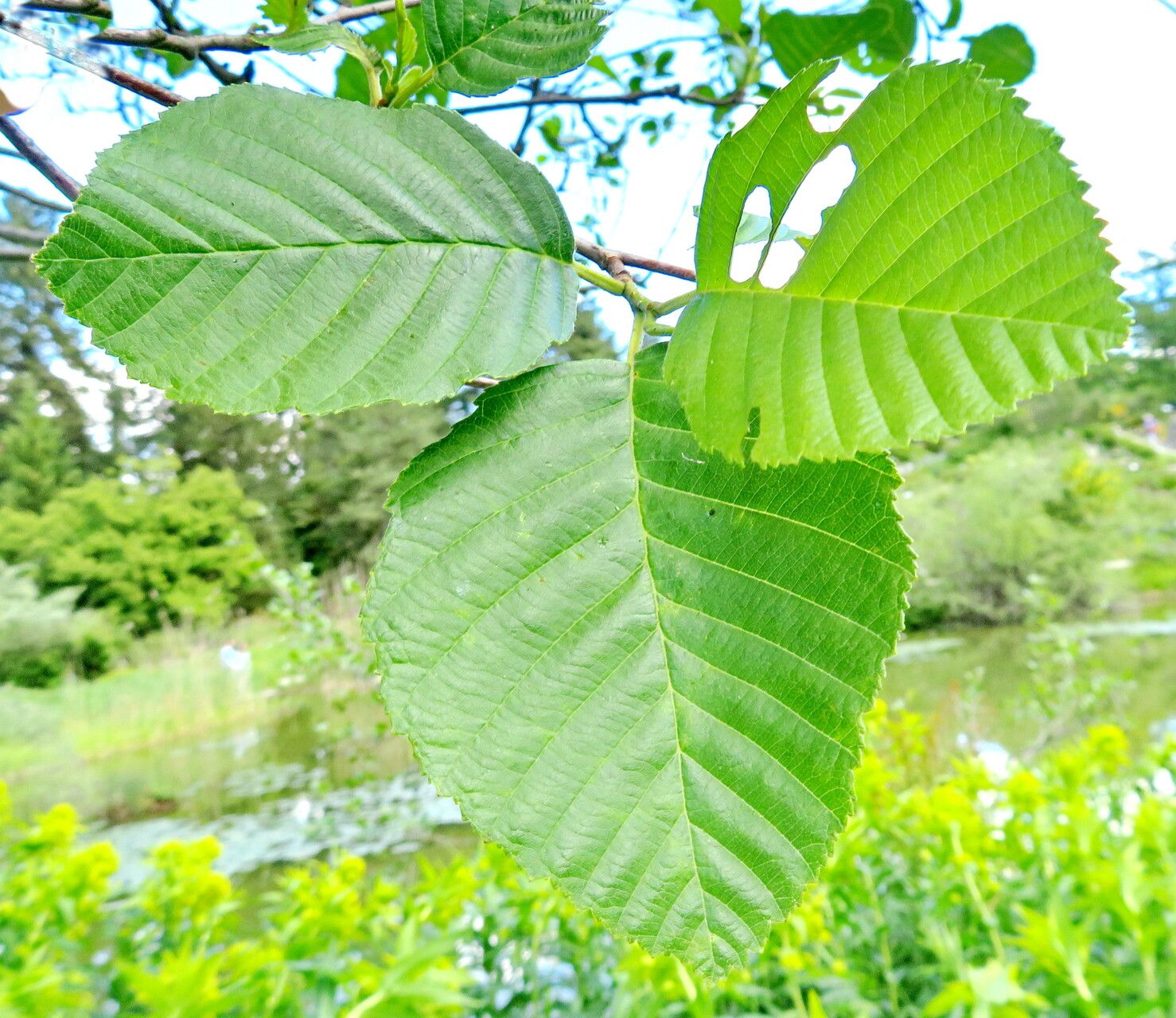Alnus oblongifolia — search result for 'Alnus'