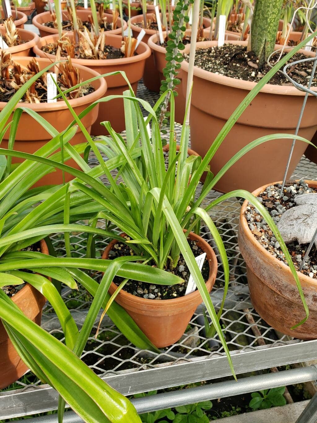 Agave coetocapnia habit