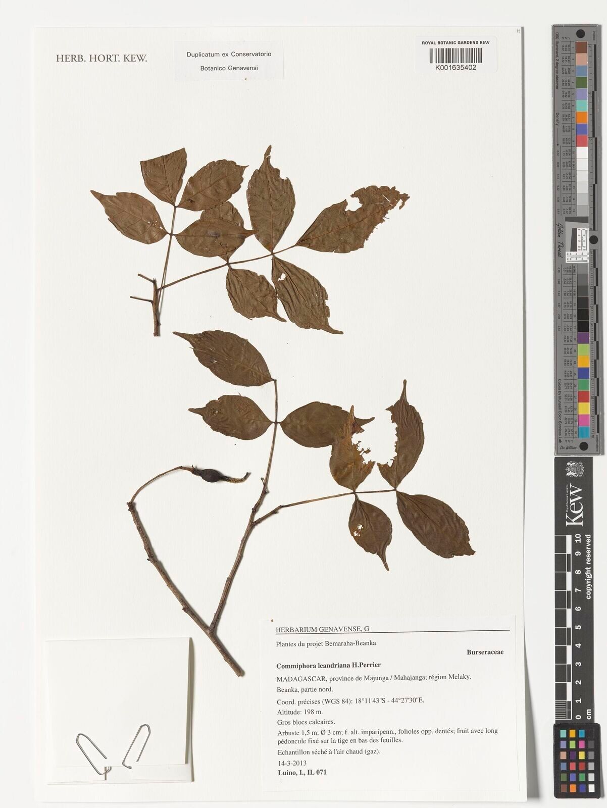 Commiphora leandriana — search result for 'Commiphora'