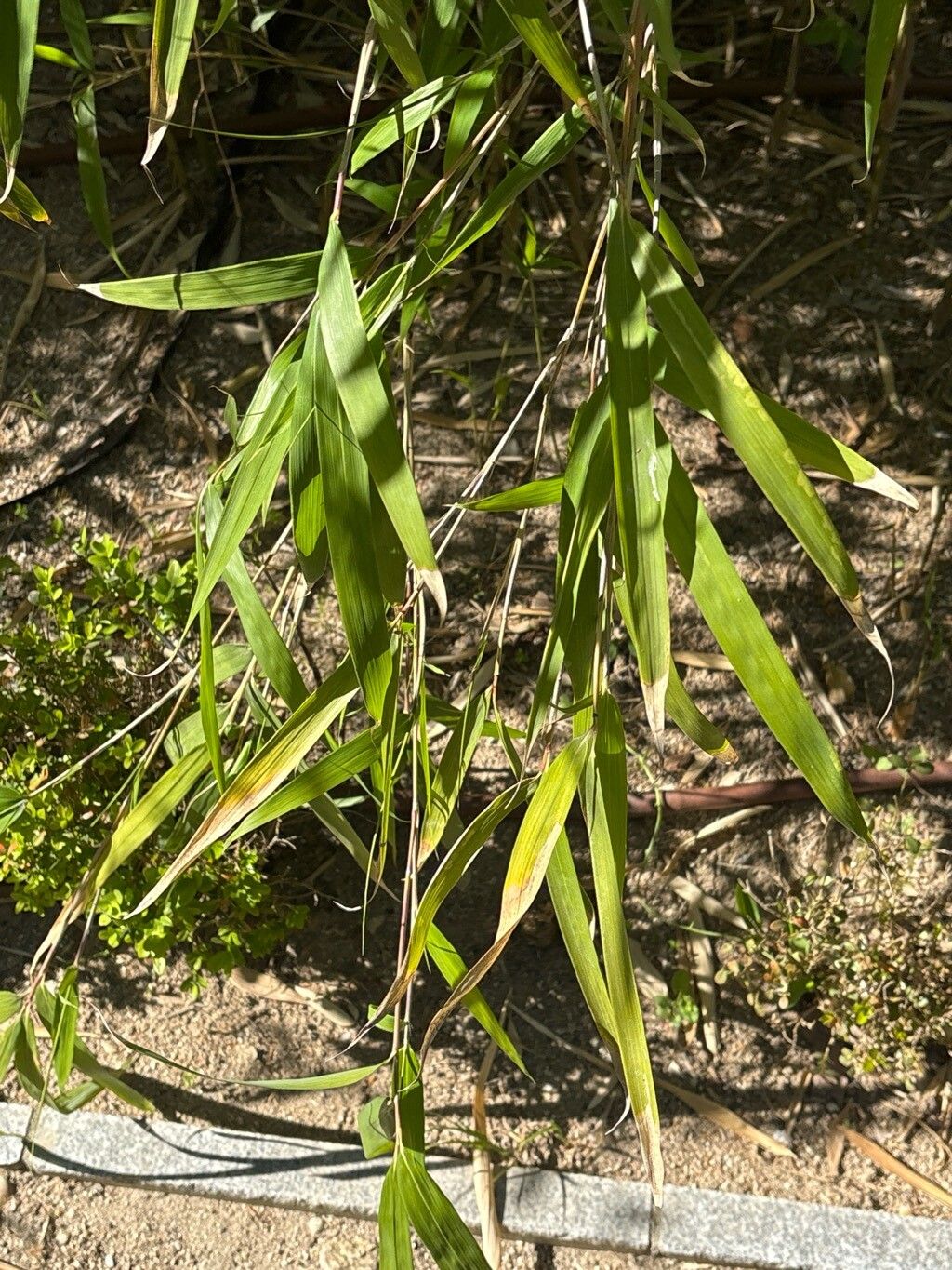 Pseudosasa amabilis — related species from the same genus