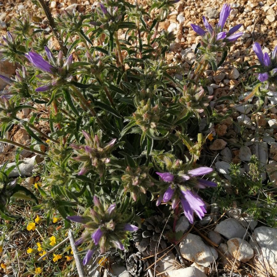 Penstemon heterodoxus — search result for 'Penstemon'