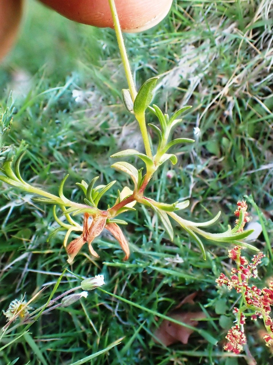 Cerastium soleirolii leaf