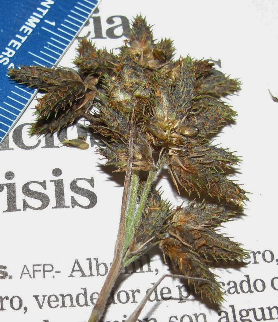 Fuirena incompleta other