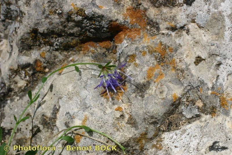 Jasione foliosa other