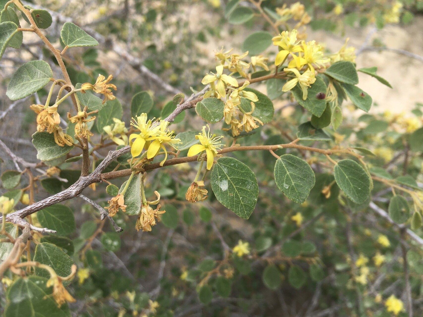 Grewia tulearensis — houseplant care guide