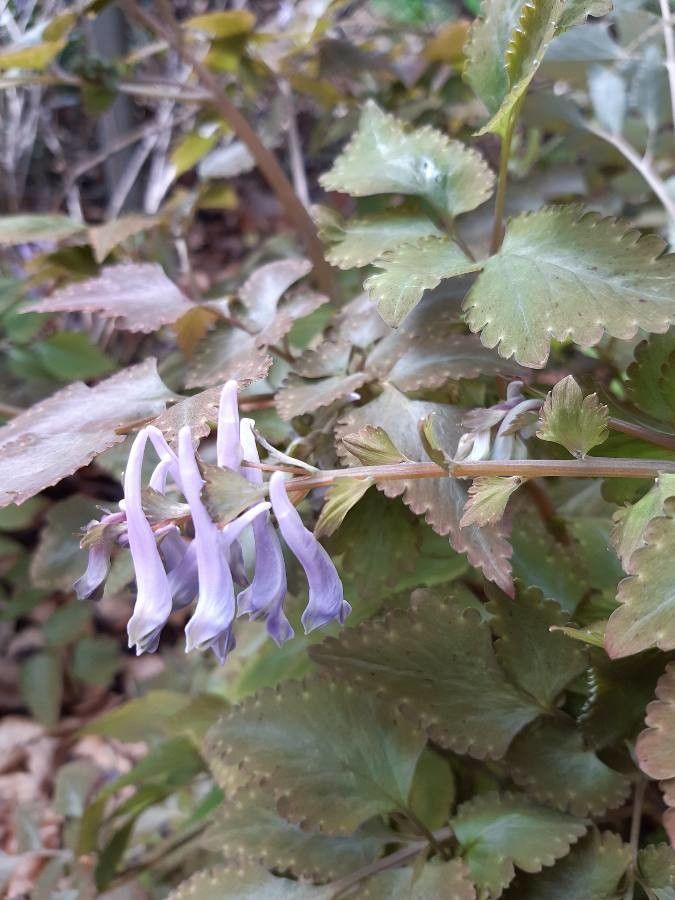 Isodon umbrosus flower