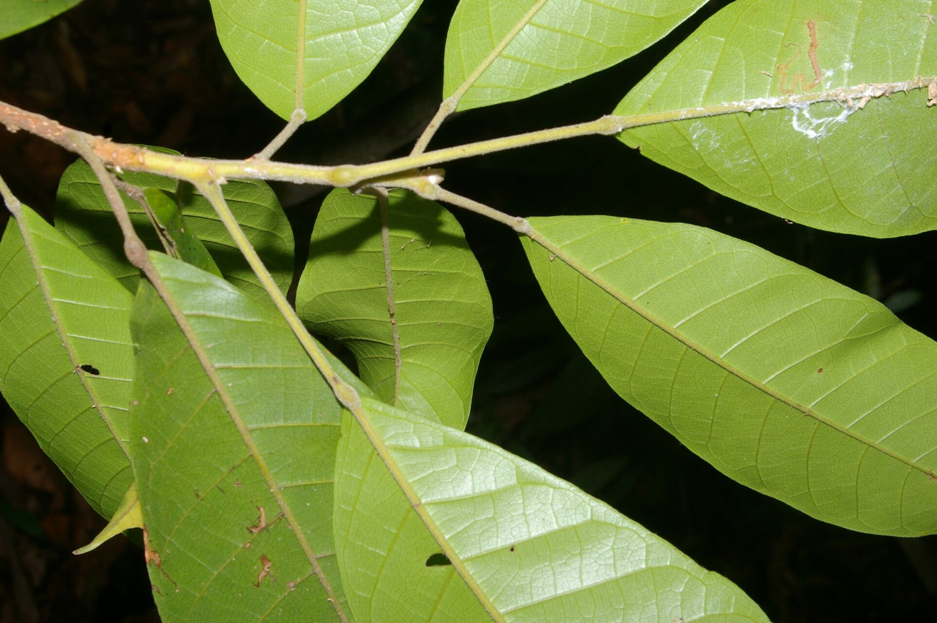 Sloanea brachytepala leaf