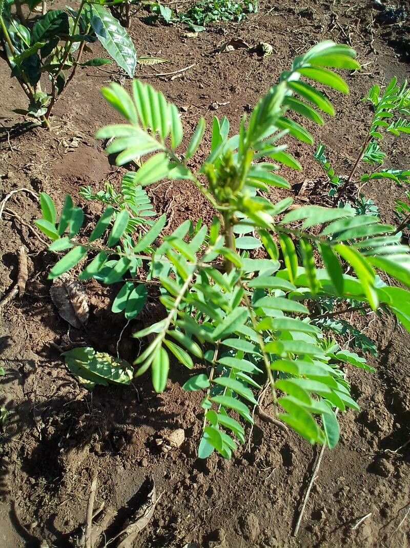 Indigofera arrecta leaf