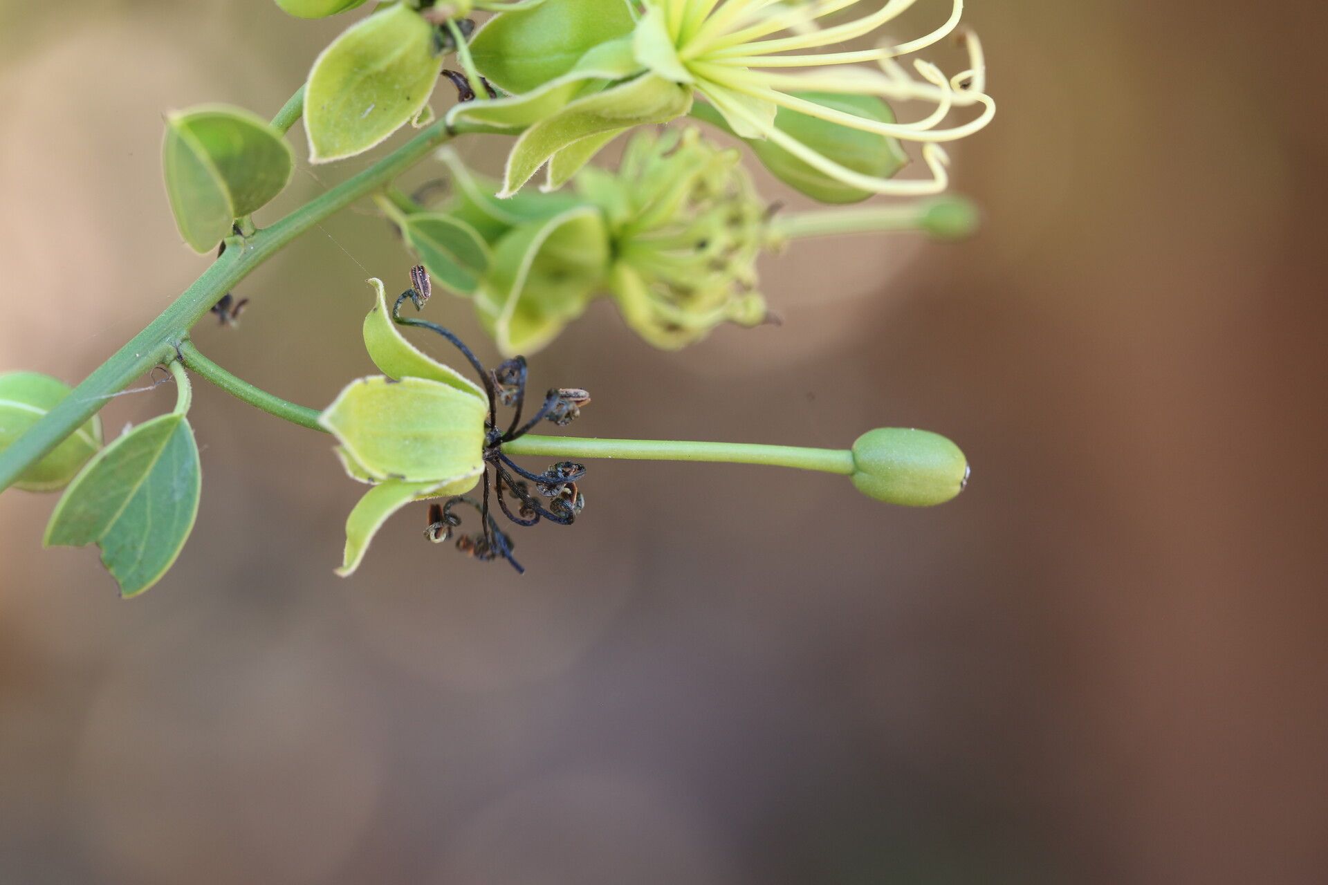 Maerua aethiopica flower