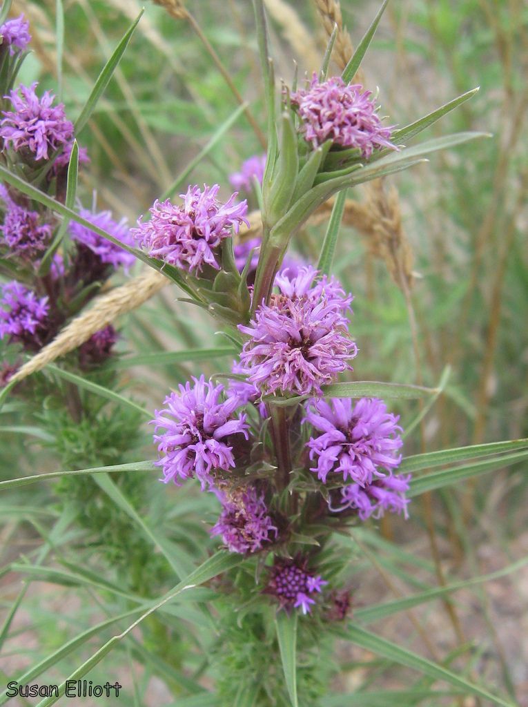 Liatris ligulistylis flower