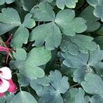 Aquilegia canadensis