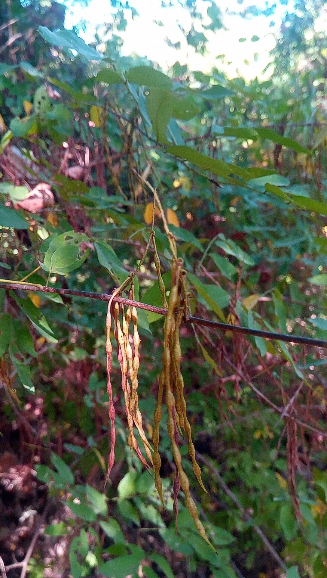 Indigofera ormocarpoides fruit