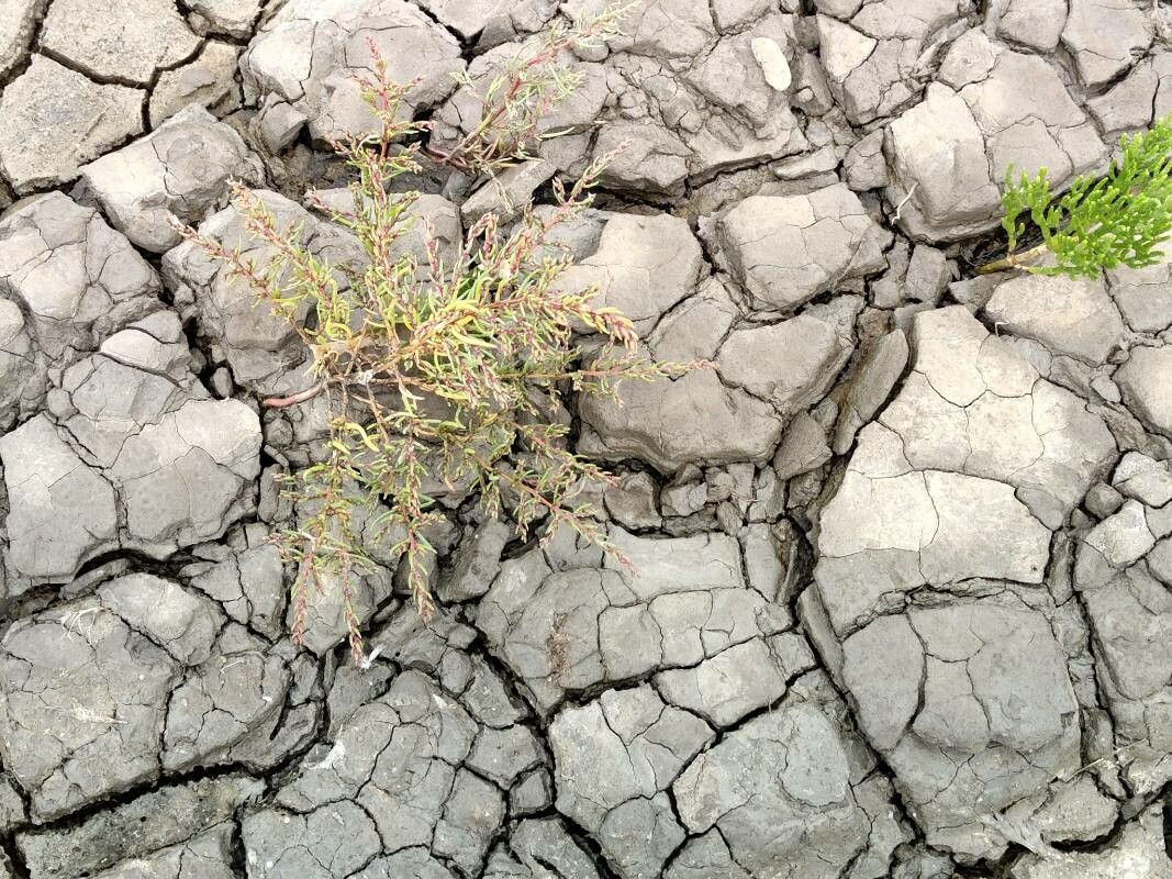 Lythrum tribracteatum leaf