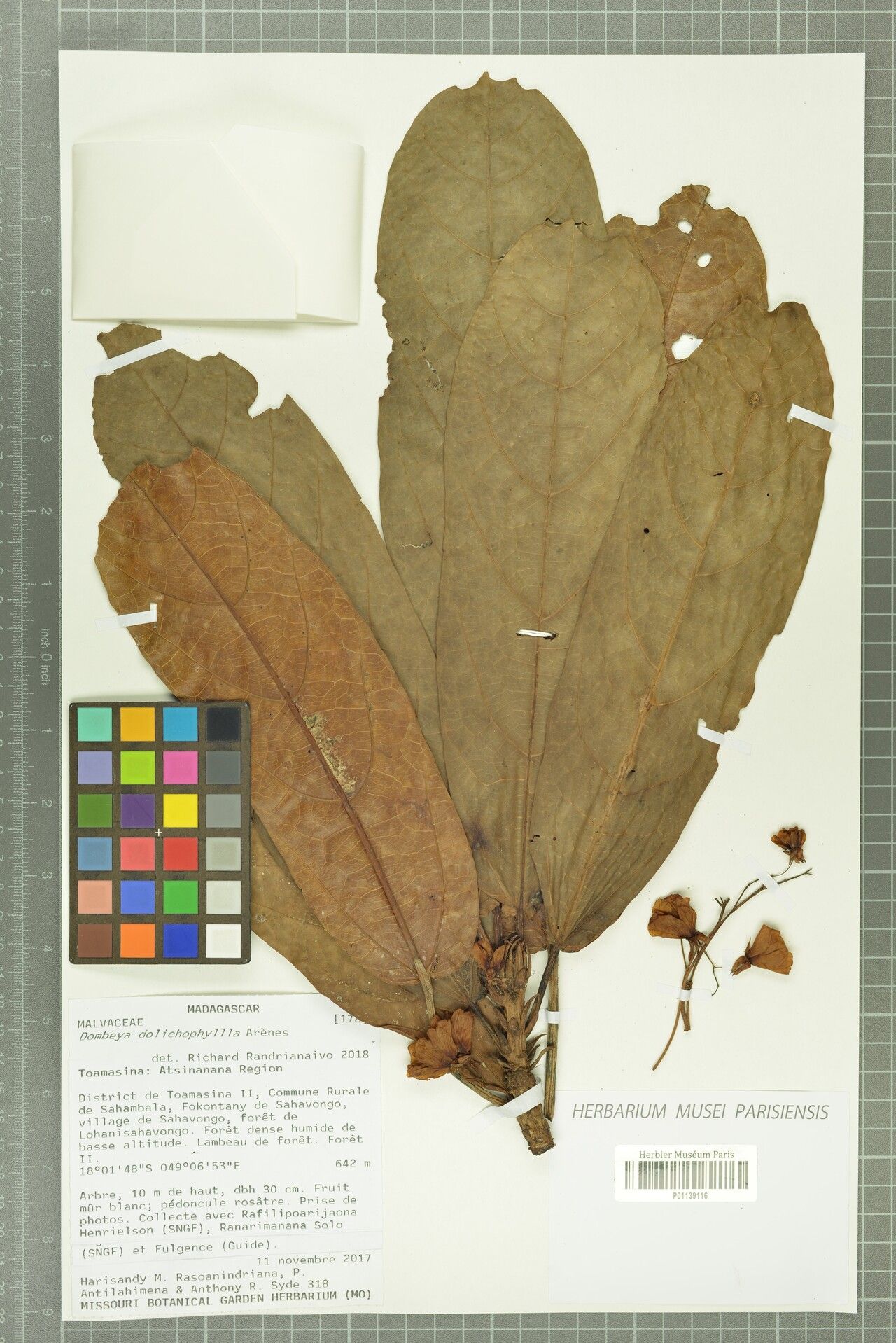 Dombeya dolichophylla — houseplant care guide