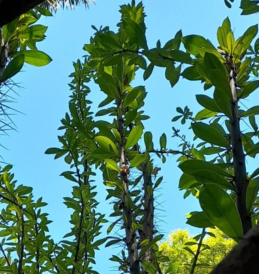 Pereskia sacharosa leaf