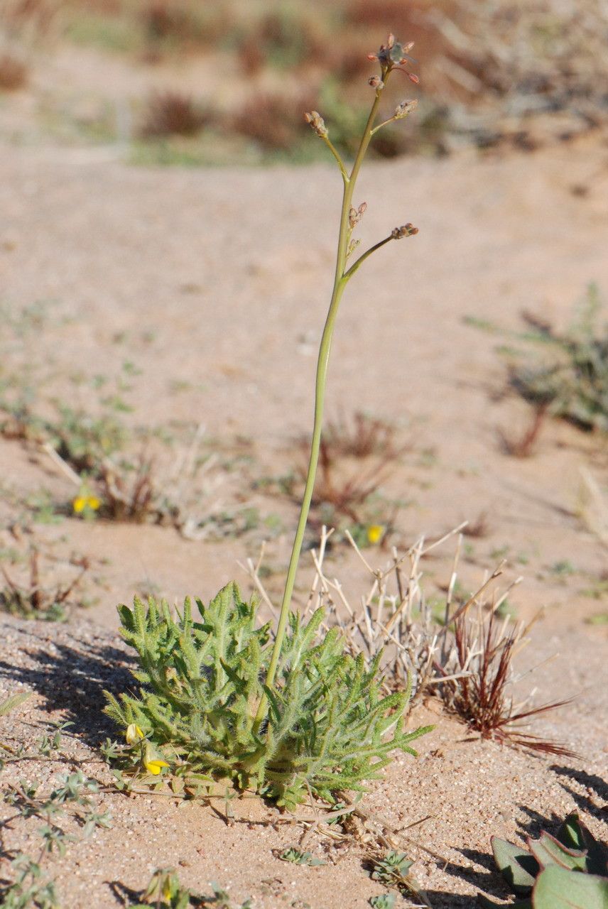 Diplotaxis pitardiana other