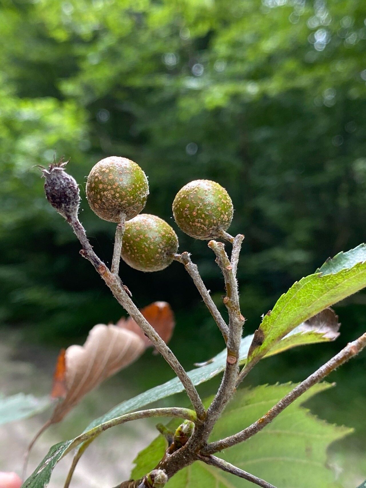 Karpatiosorbus remensis fruit