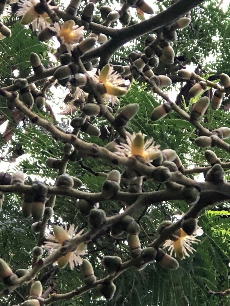 Wodyetia bifurcata flower