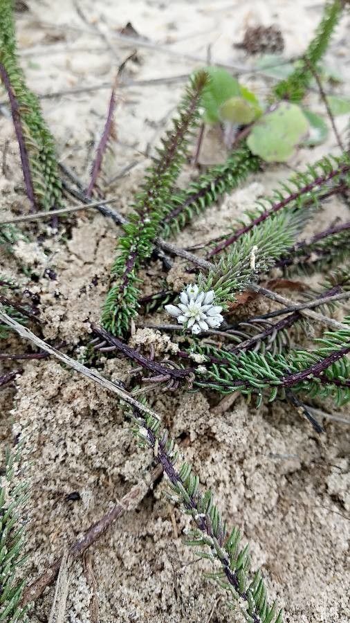 Polygala cyparissias flower