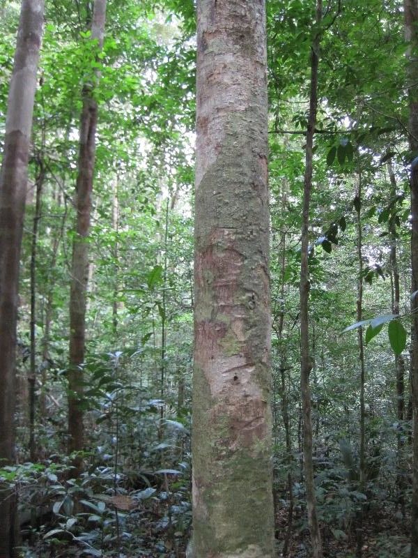 Lecythis holcogyne habit