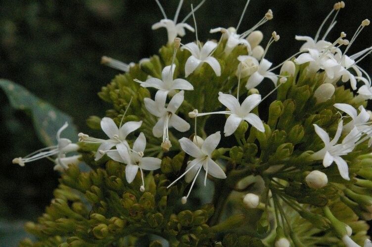 Aegiphila bracteolosa flower